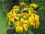 Ligularia japonica 'Rising Sun' BSWJ1293