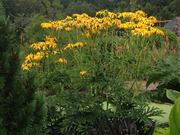 Ligularia japonica 'Rising Sun' BSWJ1293