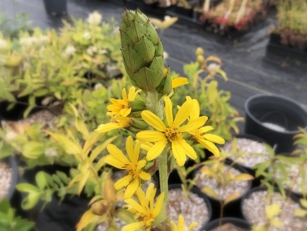 Ligularia fischeri var. megalorhiza 'Cheju Charmer' BSWJ 1158