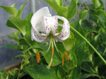 Lilium duchartrei