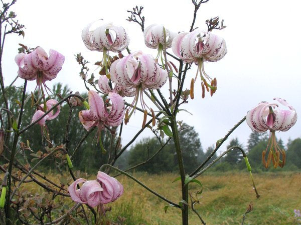 Lilium duchartrei - Pink Form