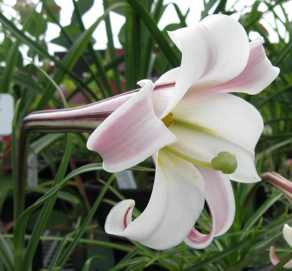 Lilium formosanum v. pricei