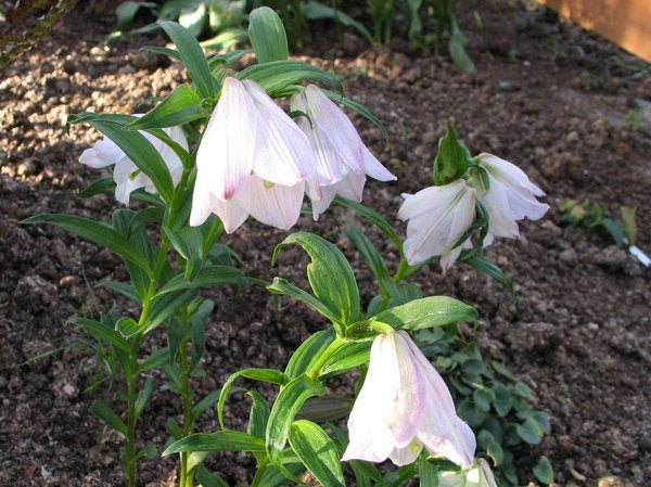 Lilium mackliniae NAPE 049