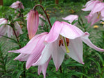 Lilium mackliniae - Robust form