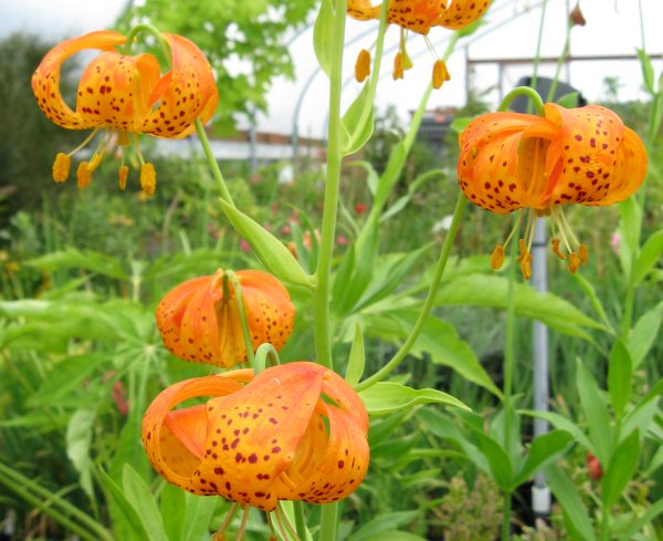 wild tiger lily seeds Lilium pardalinum subsp. pardalinum NNS 05-466 – Far Reaches Farm