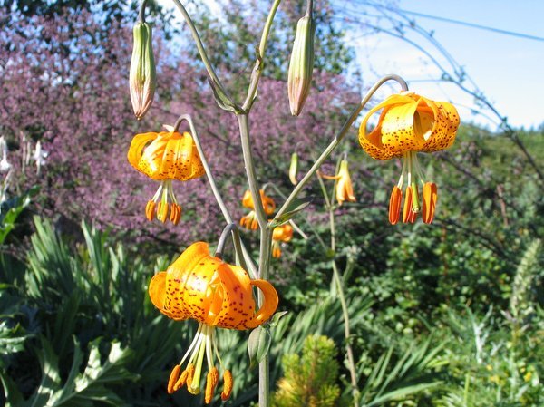 Lilium pardalinum subsp. vollmeri - MD collection