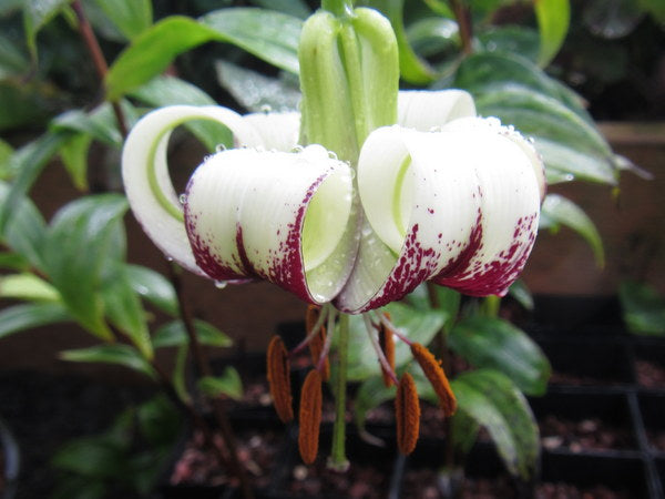 Lilium primulinum var. ochraceum FMWJ 13095 (previously as Lilium poilanei)