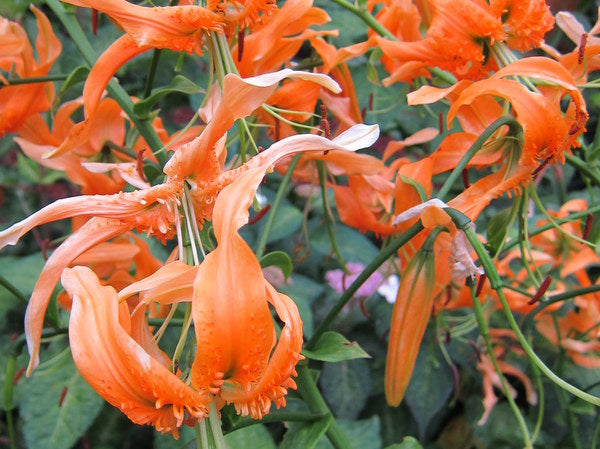Lilium rosthornii