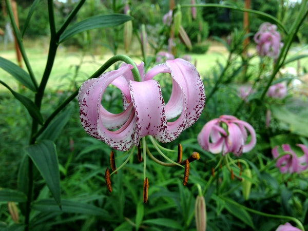 Lilium lankongense BO14-097