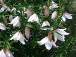 Lilium mackliniae x mackliniae NAPE 049 - Saramati Form