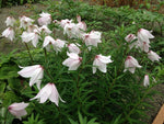 Lilium mackliniae - KW form