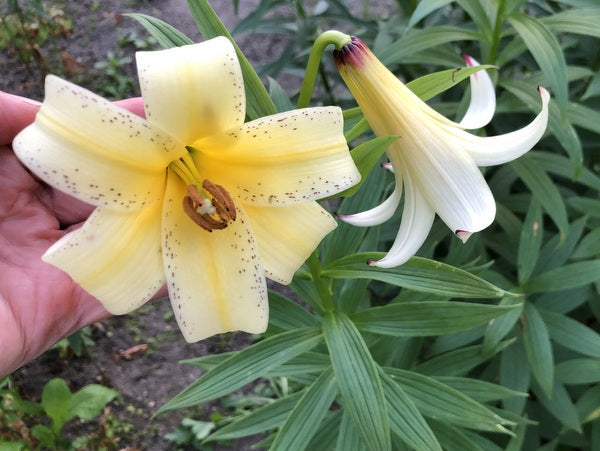 Lilium monadelphum