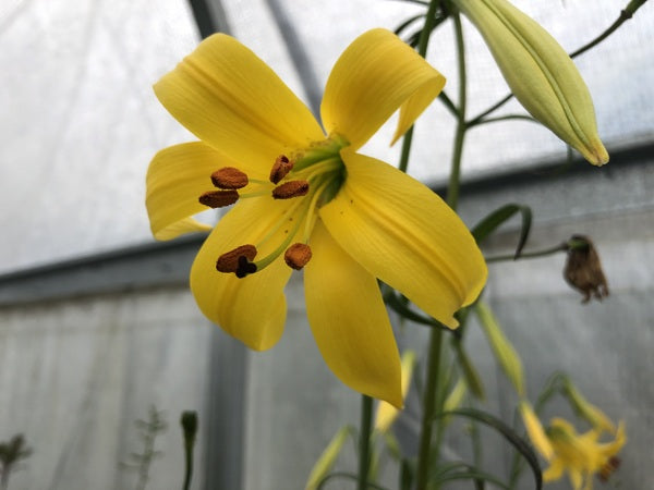 Lilium parryi var. kessleri NNS 05-468