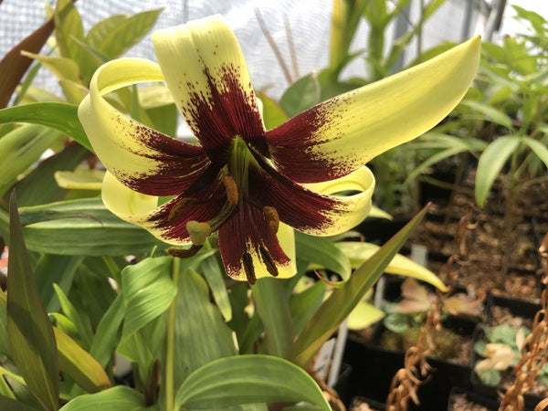 Lilium primulinum NV 017