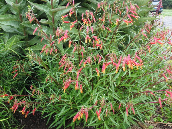 Lobelia laxiflora ssp. angustifolia