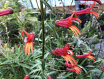 Lobelia aguana
