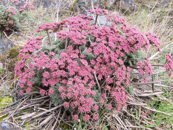Lomatium columbianum