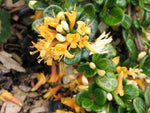 Lonicera crassifolia SEH 085