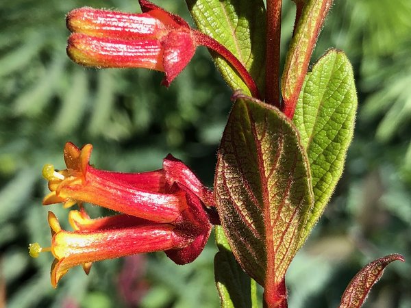 Lonicera involucrata var. ledebourii
