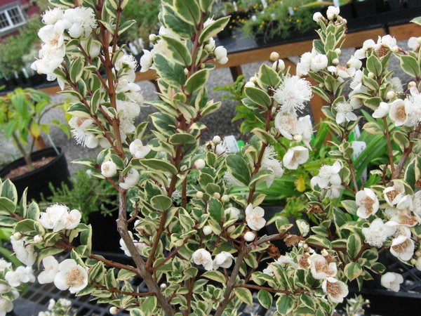 Luma apiculata 'Glanleam Gold'