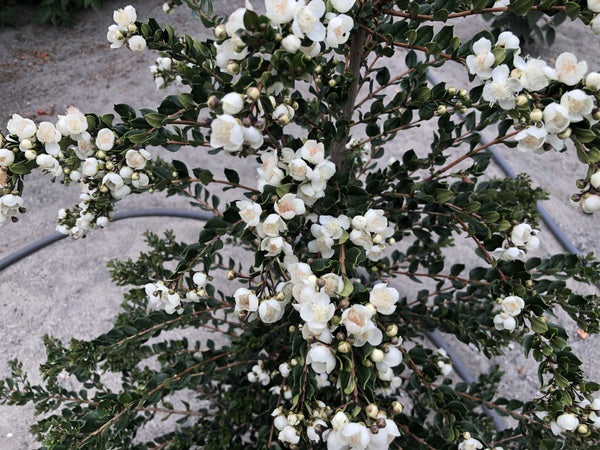 A white flowering shrub of Luma apiculata