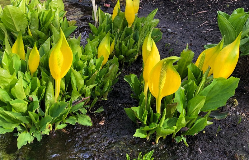 Yellow hooded flowers of Lysichiton americanus 'Cheek-by-Jowl' growing in the mud