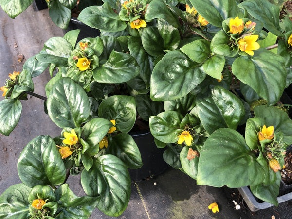 Lysimachia sp. YuGu 310