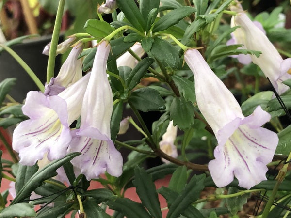 Lysionotus pauciflorus var. pauciflorus