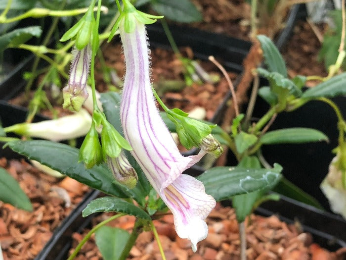 Lysionotus gesneriad flower closeup