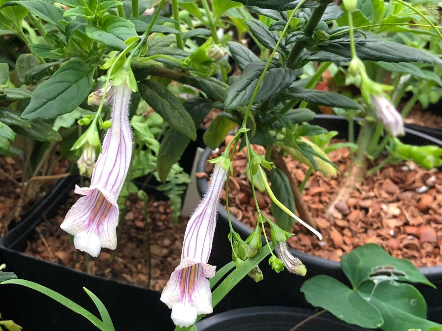 Lysionotus gesneriad flowers