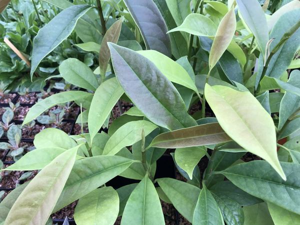 Magnolia foveolata NV 050