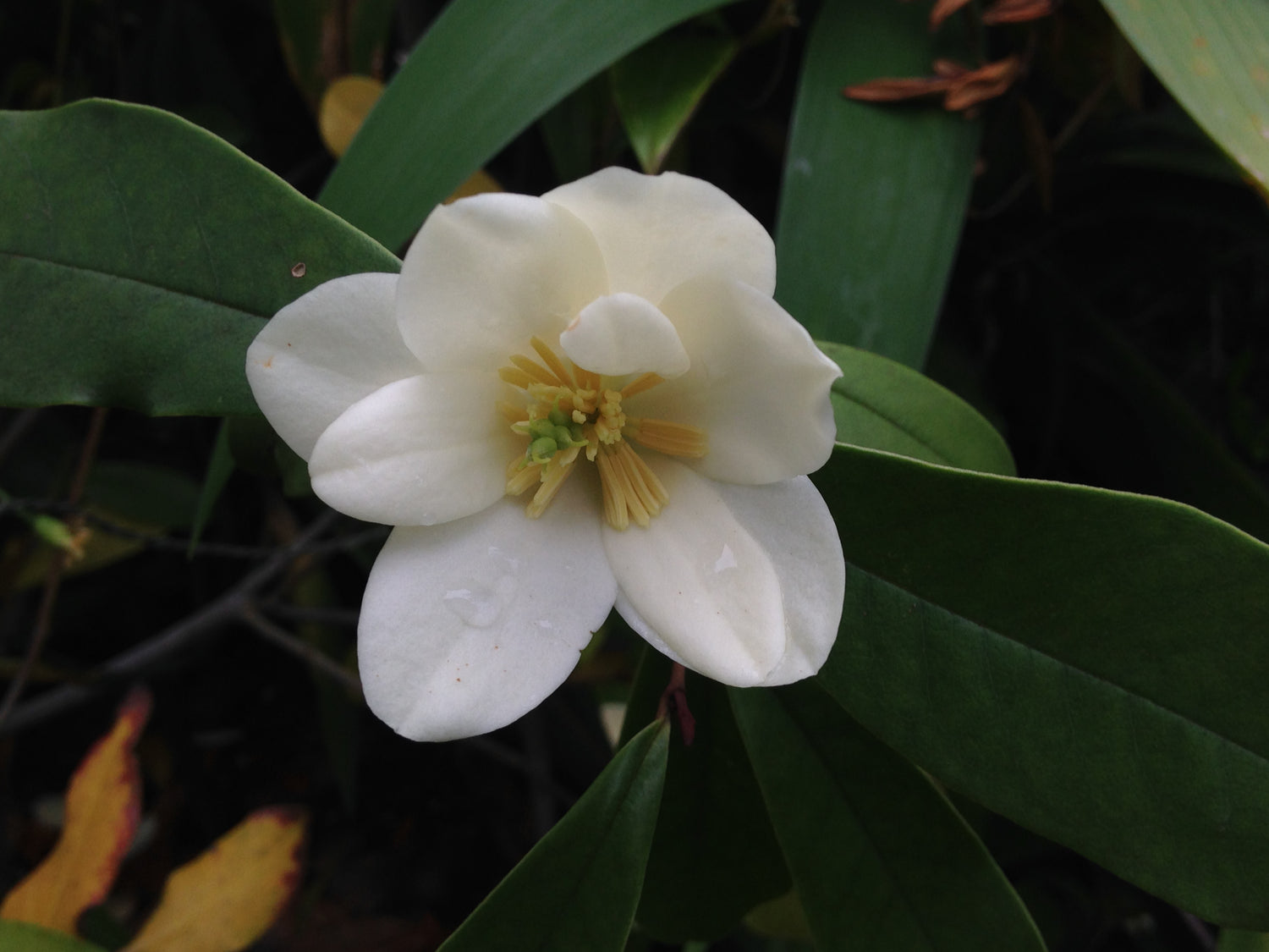 Magnolia laevifolia 'Copperstop'