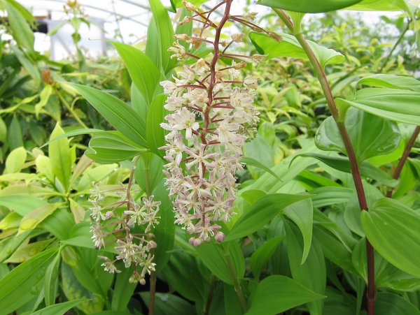 Maianthemum cf. flexuosum (syn. Smilacina)
