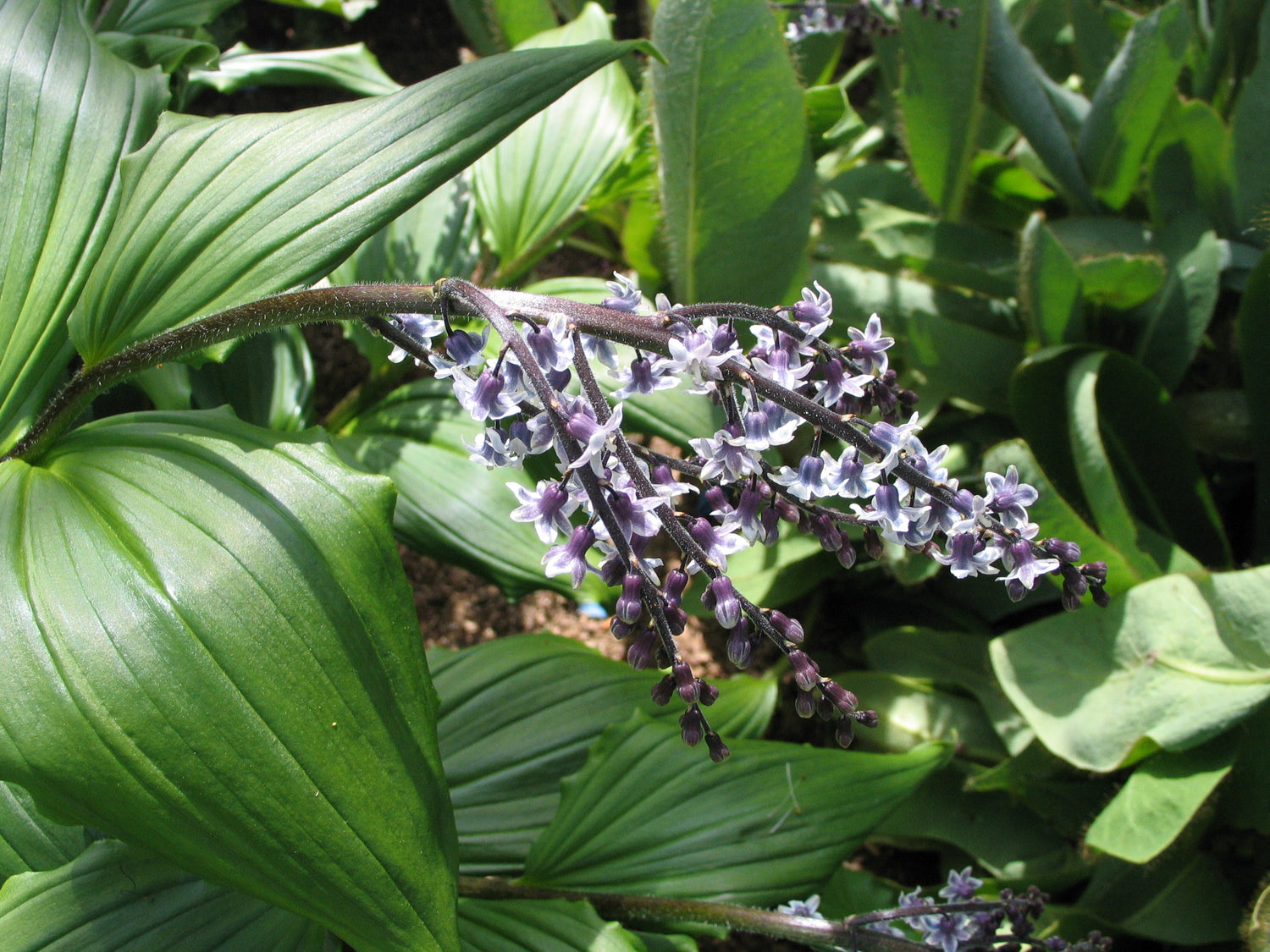 Maianthemum purpureum