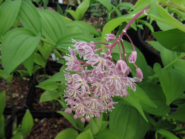 Maianthemum sp. (Smilacina)