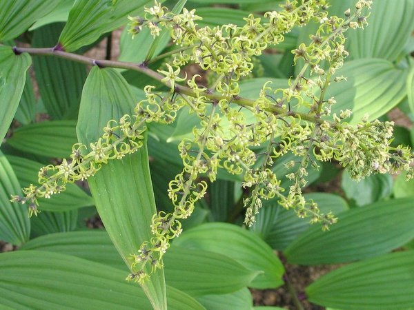 Maianthemum tatsienense