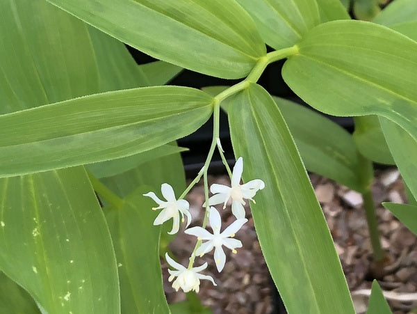 Maianthemum stellatum
