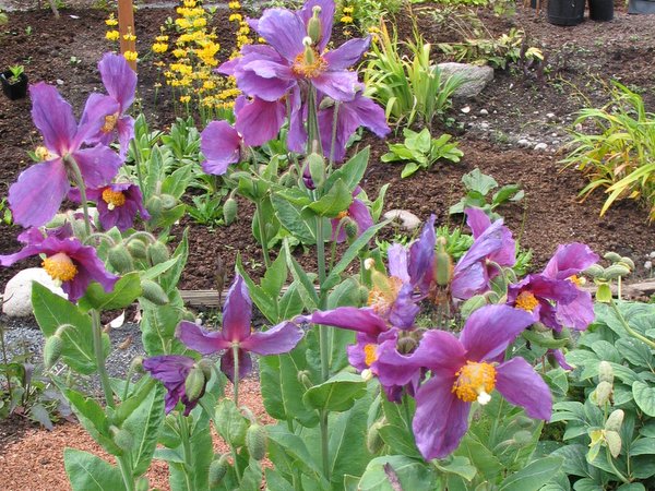 Meconopsis baileyi 'Hensol Violet'