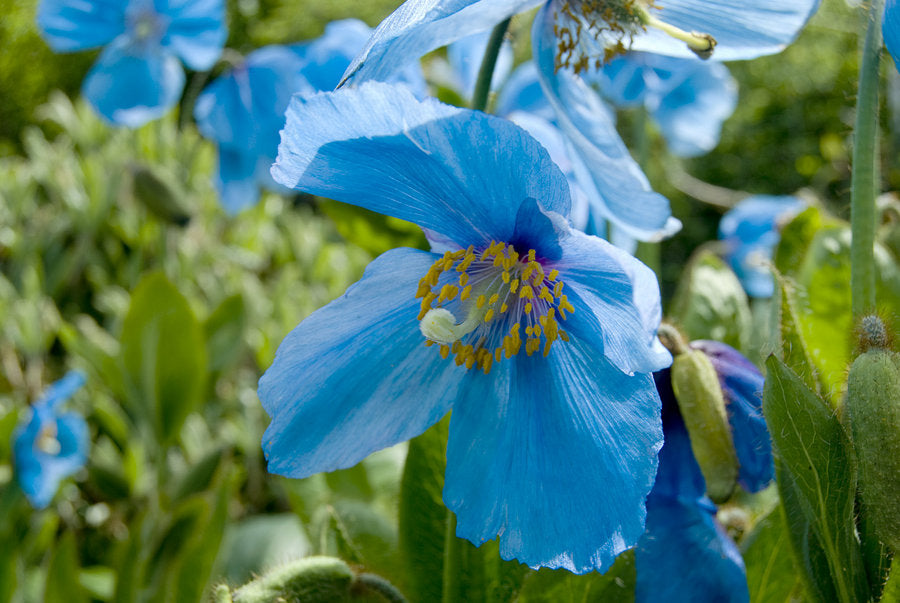 blue poppy flower seeds Meconopsis 'Lingholm'