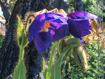 Meconopsis rich purple strain