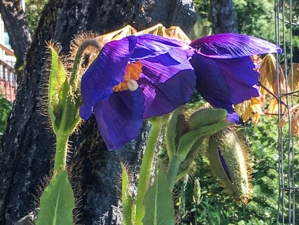 Meconopsis rich purple strain