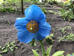 Meconopsis Lingholm Himalayan Blue Poppy