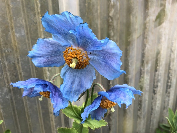 Meconopsis baileyi himalayan blue poppy