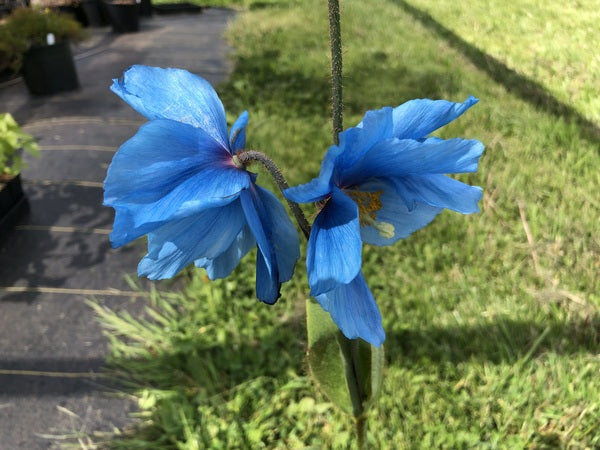 Meconopsis gakyidiana NAPE 193