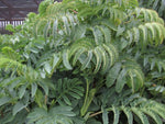 Melianthus major