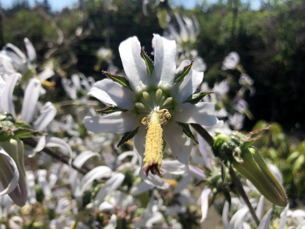 A closeup of the white Michauxia campanuloides flower