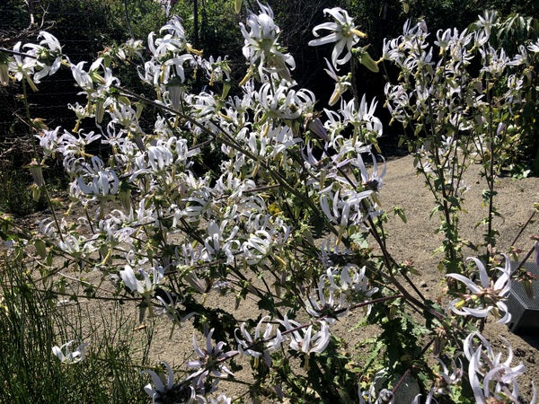 A spray of white Michauxia campanuloides flowers