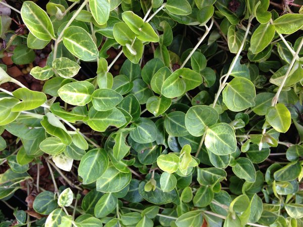 Mitchella repens 'Little's Giant Form'