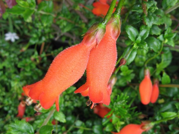 Mitraria coccinea