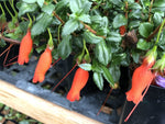 Mitraria coccinea 'Lago Puyehue'